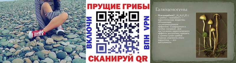 как найти наркотики  Ильский  Галлюциногенные грибы Magic Shrooms 